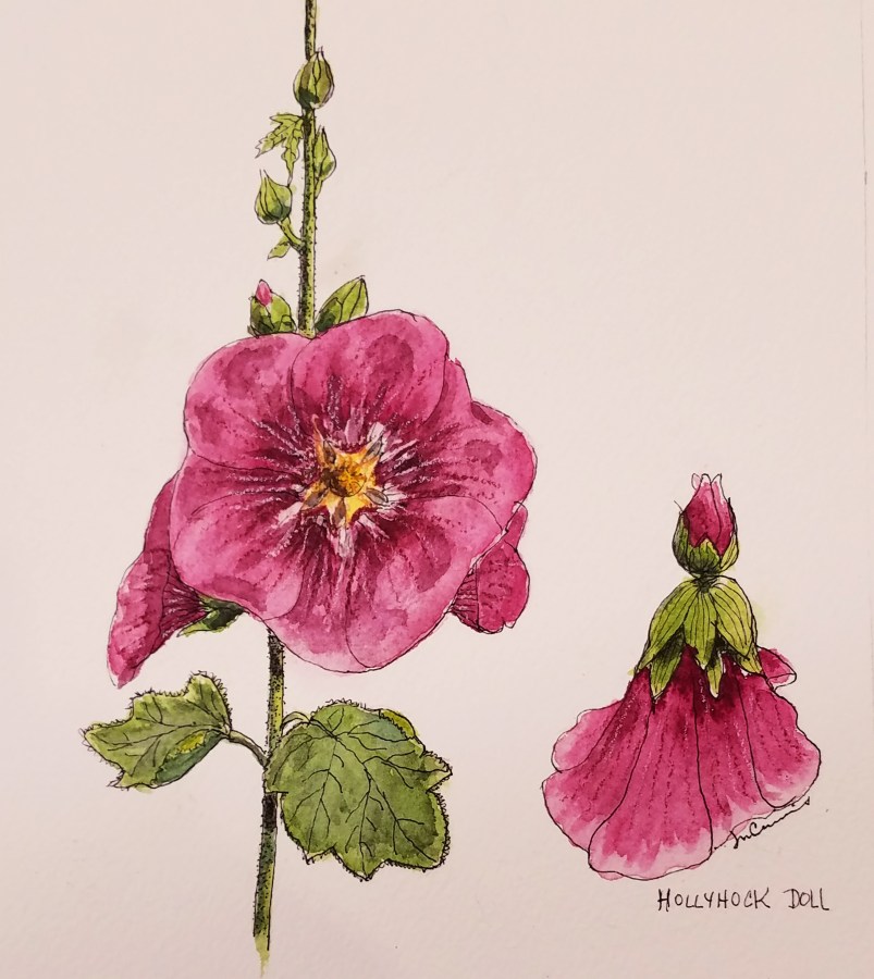 Hollyhock detail