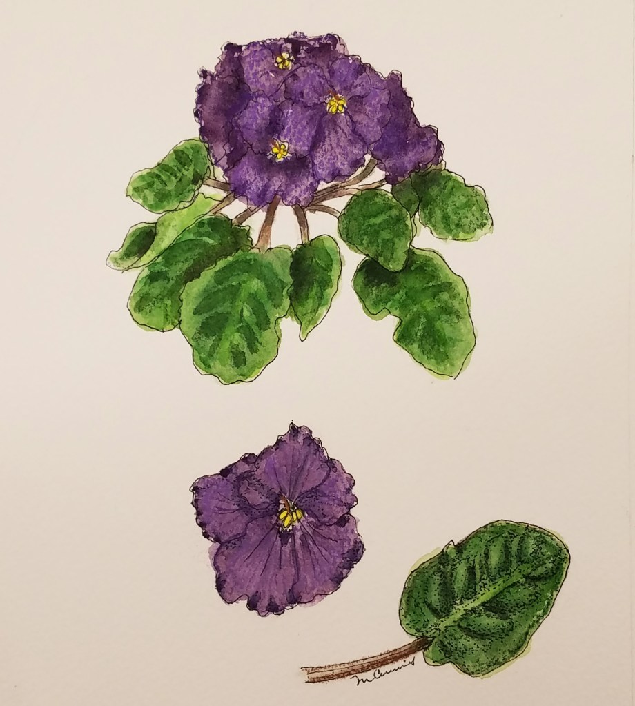 African violet